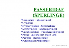 Passeridae (Sperlinge)